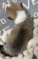 Sassy, a female Pembroke Welsh Corgi for sale in Decatur, IL – Photo 4 of 4