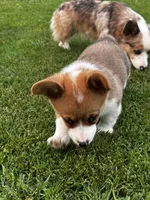 Teddy, a male Cardigan Welsh Corgi and Pembroke Welsh Corgi for sale in Decatur, IL – 3 of 5