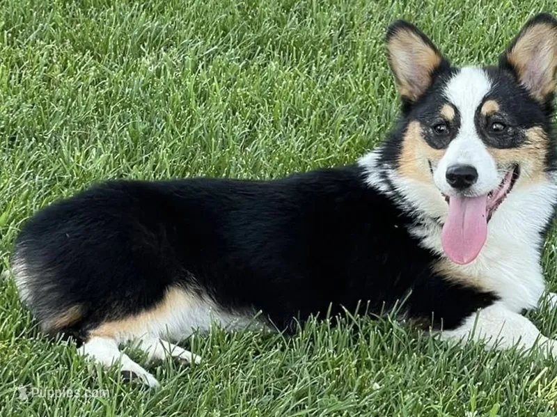 Beth – Pembroke Welsh Corgi puppy for sale in Decatur, IL