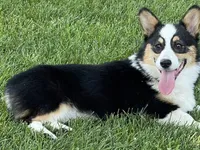 Beth, a female Pembroke Welsh Corgi for sale in Decatur, IL – 1 of 7