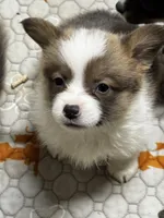 Ben, a male Pembroke Welsh Corgi for sale in Decatur, IL – Photo 3 of 4