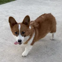 Phoebe, a female Pembroke Welsh Corgi for sale in Decatur, IL – 2 of 6
