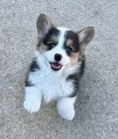 Emmie, a female Pembroke Welsh Corgi for sale in Decatur, IL – Photo 1 of 9