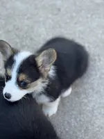 Emmie, a female Pembroke Welsh Corgi for sale in Decatur, IL – Photo 2 of 9