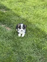 Emmie, a female Pembroke Welsh Corgi for sale in Decatur, IL – Photo 9 of 9