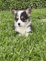 Emmie, a female Pembroke Welsh Corgi for sale in Decatur, IL – Photo 5 of 9