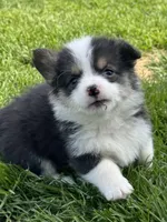 Emmie, a female Pembroke Welsh Corgi for sale in Decatur, IL – Photo 3 of 9