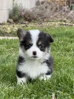Emmie, a female Pembroke Welsh Corgi for sale in Decatur, IL – Photo 7 of 9