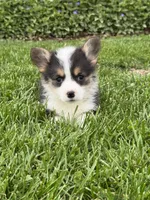 Emmie, a female Pembroke Welsh Corgi for sale in Decatur, IL – Photo 6 of 9