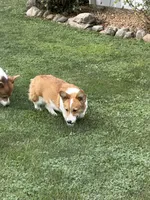 Phoebe, a female Pembroke Welsh Corgi for sale in Decatur, IL – 5 of 6