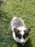 Tesla, a female Pembroke Welsh Corgi for sale in Decatur, IL – Photo 8 of 8