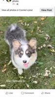 Tesla, a female Pembroke Welsh Corgi for sale in Decatur, IL – Photo 1 of 8