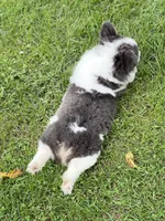 Tesla, a female Pembroke Welsh Corgi for sale in Decatur, IL – Photo 5 of 8