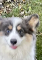 Tesla, a female Pembroke Welsh Corgi for sale in Decatur, IL – Photo 3 of 8