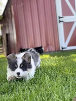 Tesla, a female Pembroke Welsh Corgi for sale in Decatur, IL – Photo 6 of 8
