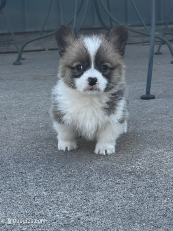 Bear – Pembroke Welsh Corgi puppy for sale in Decatur, IL