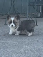 Bear, a male Pembroke Welsh Corgi for sale in Decatur, IL – Photo 3 of 6