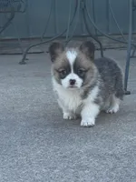 Bear, a male Pembroke Welsh Corgi for sale in Decatur, IL – Photo 2 of 6