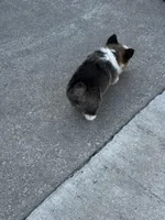 Bear, a male Pembroke Welsh Corgi for sale in Decatur, IL – Photo 6 of 6