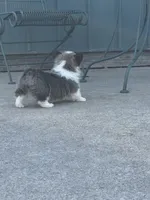 Bear, a male Pembroke Welsh Corgi for sale in Decatur, IL – Photo 4 of 6