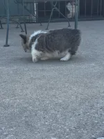 Bear, a male Pembroke Welsh Corgi for sale in Decatur, IL – Photo 5 of 6