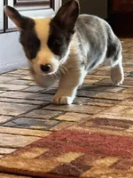 Sassy, a female Cardigan Welsh Corgi and Pembroke Welsh Corgi for sale in Decatur, IL – Photo 4 of 7