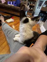 Sassy, a female Cardigan Welsh Corgi and Pembroke Welsh Corgi for sale in Decatur, IL – Photo 3 of 7