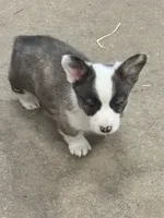 Sassy, a female Cardigan Welsh Corgi and Pembroke Welsh Corgi for sale in Decatur, IL – Photo 6 of 7