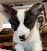 Sassy, a female Cardigan Welsh Corgi and Pembroke Welsh Corgi for sale in Decatur, IL – Photo 2 of 7