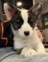 Sassy, a female Cardigan Welsh Corgi and Pembroke Welsh Corgi for sale in Decatur, IL – Photo 1 of 7
