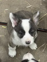 Sassy, a female Cardigan Welsh Corgi and Pembroke Welsh Corgi for sale in Decatur, IL – Photo 5 of 7