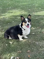 Beth, a female Pembroke Welsh Corgi for sale in Decatur, IL – 7 of 7