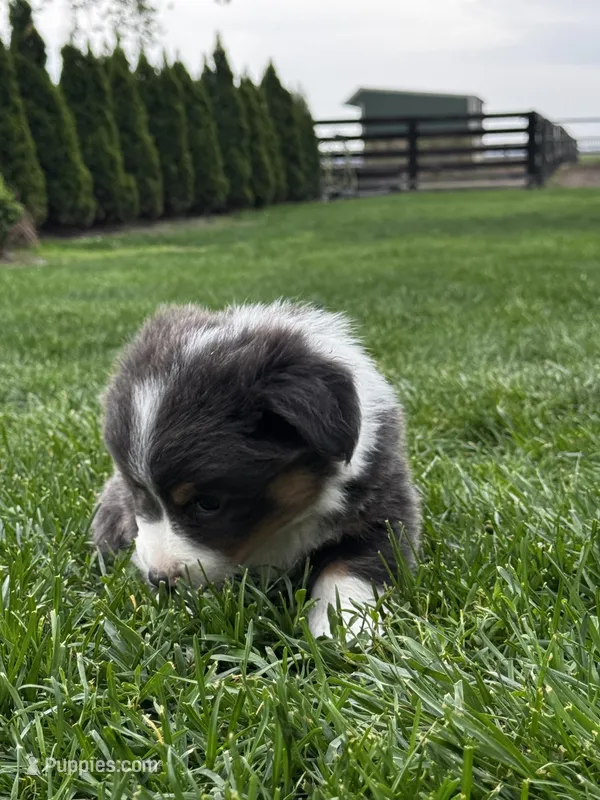 Fluffy louie – Pembroke Welsh Corgi puppy for sale in Decatur, IL