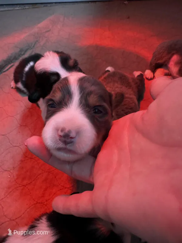 Fluffy louie – Pembroke Welsh Corgi puppy for sale in Decatur, IL