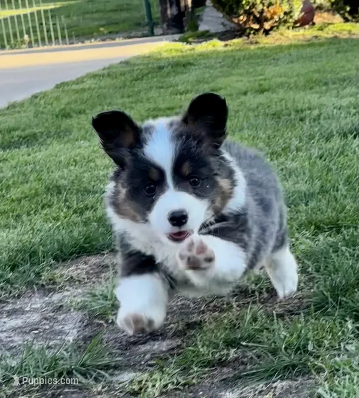 Fluffy louie – Pembroke Welsh Corgi puppy for sale in Decatur, IL