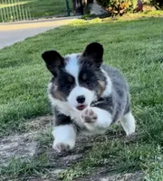 Fluffy louie, a male Pembroke Welsh Corgi for sale in Decatur, IL – 1 of 2