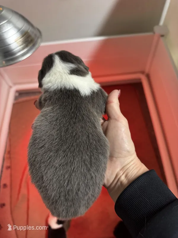 Fluffy louie – Pembroke Welsh Corgi puppy for sale in Decatur, IL