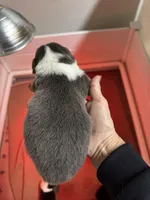 Fluffy louie, a male Pembroke Welsh Corgi for sale in Decatur, IL – Photo 2 of 2