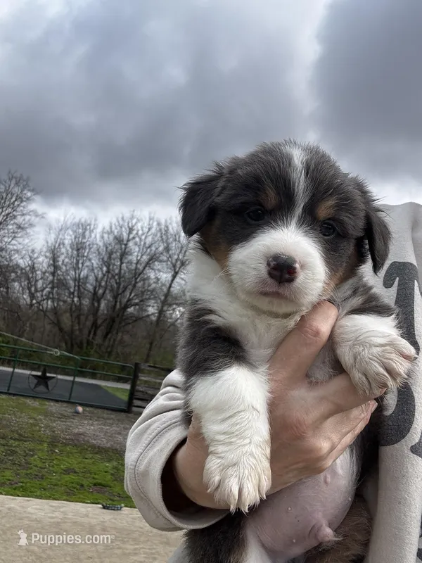 Fluffy louie – Pembroke Welsh Corgi puppy for sale in Decatur, IL
