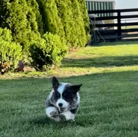 Fluffy louie, a male Pembroke Welsh Corgi for sale in Decatur, IL – 2 of 2