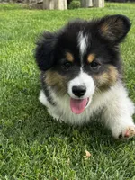 Max fluffy , a female Pembroke Welsh Corgi for sale in Decatur, IL – 2 of 3
