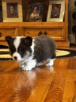 Fluffy luke, a male Pembroke Welsh Corgi for sale in Decatur, IL – 4 of 5