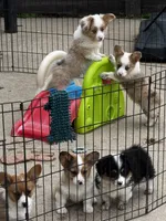 Fluffy Kramer, a male Cardigan Welsh Corgi and Pembroke Welsh Corgi for sale in Decatur, IL – 2 of 9