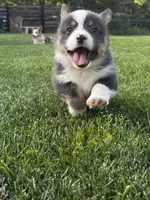 Chester, a male Pembroke Welsh Corgi for sale in Decatur, IL – 6 of 6