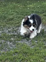 Scout fluffy, a male Pembroke Welsh Corgi for sale in Decatur, IL – 5 of 6