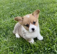 Teddy, a male Pembroke Welsh Corgi for sale in Decatur, IL – 1 of 5