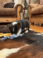 Luke, a male Cardigan Welsh Corgi and Pembroke Welsh Corgi for sale in Decatur, IL – Photo 6 of 6