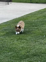 Bear, a male Pembroke Welsh Corgi for sale in Decatur, IL – 3 of 4