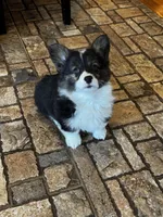 Fluffy Duke , a male Cardigan Welsh Corgi and Pembroke Welsh Corgi for sale in Decatur, IL – Photo 5 of 8
