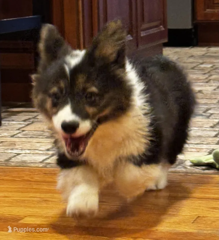 Fluffy Duke  – Cardigan Welsh Corgi, Pembroke Welsh Corgi puppy for sale in Decatur, IL